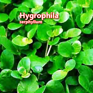 Hygrophila serphyllum